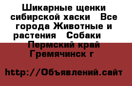 Шикарные щенки сибирской хаски - Все города Животные и растения » Собаки   . Пермский край,Гремячинск г.